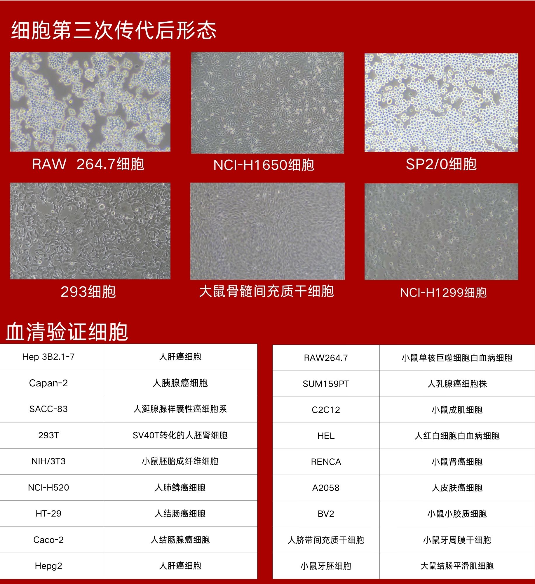 超级胎牛血清
